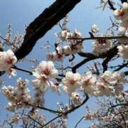 ヒメ日記 2025/05/21 11:06 投稿 柏瑠々(巨乳・美尻・エロイ) ソープランド ZERO