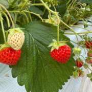 ヒメ日記 2025/07/15 10:16 投稿 柏瑠々(巨乳・美尻・エロイ) ソープランド ZERO