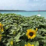 ヒメ日記 2025/07/30 12:46 投稿 柏瑠々(巨乳・美尻・エロイ) ソープランド ZERO