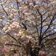 かれん ♡❀.*ﾟ♡ アバンチュール（難波）