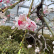 ヒメ日記 2024/03/12 16:02 投稿 かえで 奥鉄オクテツ東京店（デリヘル市場）