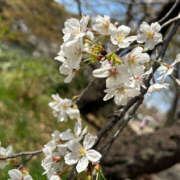 ヒメ日記 2025/03/30 22:11 投稿 かえで 奥鉄オクテツ東京店（デリヘル市場）