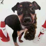 ヒメ日記 2024/12/23 22:15 投稿 すみれ 奥様鉄道69 東京店