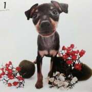 ヒメ日記 2025/01/31 18:25 投稿 すみれ 奥様鉄道69 東京店