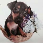 ヒメ日記 2025/02/09 23:05 投稿 すみれ 奥様鉄道69 東京店