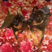 ヒメ日記 2025/02/14 19:25 投稿 すみれ 奥様鉄道69 東京店