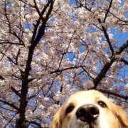 ヒメ日記 2025/04/06 17:35 投稿 すみれ 奥様鉄道69 東京店