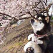 ヒメ日記 2025/04/08 18:55 投稿 すみれ 奥様鉄道69 東京店