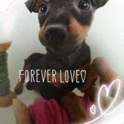 ヒメ日記 2025/06/04 19:25 投稿 すみれ 奥様鉄道69 東京店