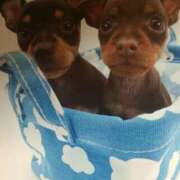 ヒメ日記 2025/06/19 20:05 投稿 すみれ 奥様鉄道69 東京店