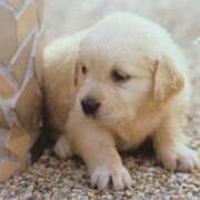 ヒメ日記 2025/06/24 19:45 投稿 すみれ 奥様鉄道69 東京店