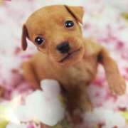 ヒメ日記 2025/07/20 22:25 投稿 すみれ 奥様鉄道69 東京店