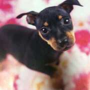 ヒメ日記 2025/08/01 22:25 投稿 すみれ 奥様鉄道69 東京店