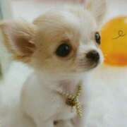 ヒメ日記 2025/08/06 18:45 投稿 すみれ 奥様鉄道69 東京店