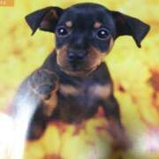 ヒメ日記 2025/08/11 13:19 投稿 すみれ 奥様鉄道69 東京店