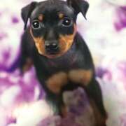 ヒメ日記 2025/09/04 19:05 投稿 すみれ 奥様鉄道69 東京店