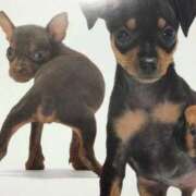 すみれ こんばんはー！ 奥様鉄道69 東京店