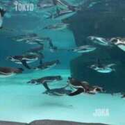 ヒメ日記 2025/03/20 21:04 投稿 JOKA GINGIRA☆TOKYO～ギンギラ東京～