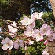 ヒメ日記 2025/03/29 14:14 投稿 二宮詩織 五十路マダム　和歌山店