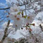 ヒメ日記 2025/04/07 10:34 投稿 二宮詩織 五十路マダム　和歌山店