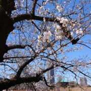 ヒメ日記 2025/04/10 11:16 投稿 二宮詩織 五十路マダム　和歌山店