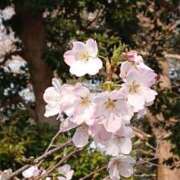 ヒメ日記 2025/04/11 00:54 投稿 二宮詩織 五十路マダム　和歌山店