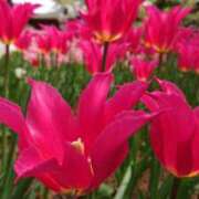 ヒメ日記 2025/05/01 16:24 投稿 二宮詩織 五十路マダム　和歌山店