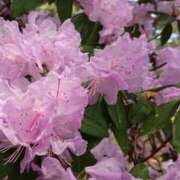 ヒメ日記 2025/05/12 13:26 投稿 二宮詩織 五十路マダム　和歌山店