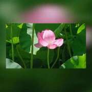 ヒメ日記 2025/06/15 11:30 投稿 二宮詩織 五十路マダム　和歌山店