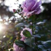 ヒメ日記 2025/06/23 15:28 投稿 二宮詩織 五十路マダム　和歌山店