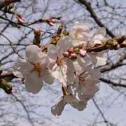 ヒメ日記 2026/04/04 00:48 投稿 二宮詩織 五十路マダム　和歌山店