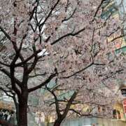 ヒメ日記 2025/03/29 11:25 投稿 みのり 奥様鉄道69 東京店