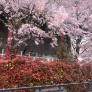 菜乃香／なのか 4/10(水)桜と雨♥ 埼玉ミセスアロマ（ユメオト）