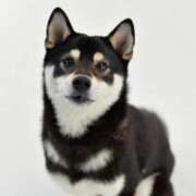 ヒメ日記 2025/01/05 16:58 投稿 仙道くらん TSUBAKI（水戸）