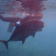 ヒメ日記 2025/04/12 04:45 投稿 鮎川みどり SUMIRE