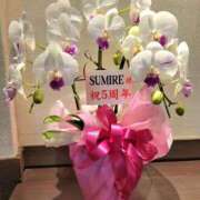 ヒメ日記 2025/04/27 18:32 投稿 鮎川みどり SUMIRE