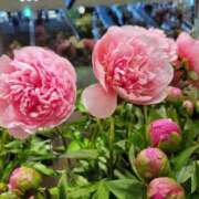 ヒメ日記 2025/05/30 17:46 投稿 鮎川みどり SUMIRE