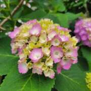 ヒメ日記 2025/06/07 20:12 投稿 鮎川みどり SUMIRE