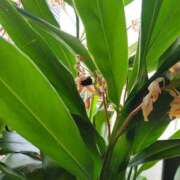 ヒメ日記 2025/07/07 06:42 投稿 鮎川みどり SUMIRE