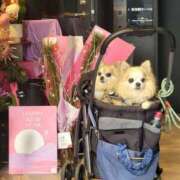 鮎川みどり 🐶🐶🎍🎶 SUMIRE