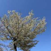 ヒメ日記 2025/04/12 18:38 投稿 ゆうり 五反田アンジェリーク