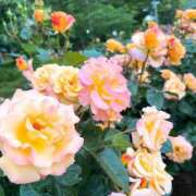 ヒメ日記 2026/05/05 12:02 投稿 みいな the SPA KADOEBI