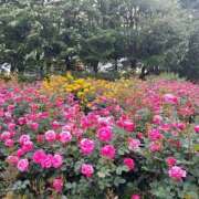 ヒメ日記 2026/05/10 14:59 投稿 みいな the SPA KADOEBI