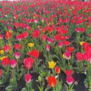 ヒメ日記 2026/05/30 13:42 投稿 みいな the SPA KADOEBI