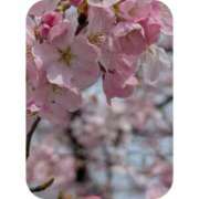 ヒメ日記 2026/03/31 23:28 投稿 藤森 川崎人妻城