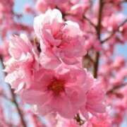 ヒメ日記 2025/03/16 22:14 投稿 アイリ ドMな奥さん 日本橋店