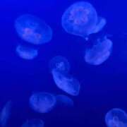 ヒメ日記 2025/06/09 23:41 投稿 アイリ ドMな奥さん 日本橋店