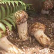 ヒメ日記 2025/10/21 14:56 投稿 森下かおる 五十路マダム愛されたい熟女たち 倉敷店（カサブランカグループ）