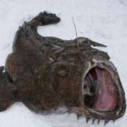 ヒメ日記 2026/02/08 13:56 投稿 森下かおる 五十路マダム愛されたい熟女たち 倉敷店（カサブランカグループ）