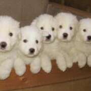 ヒメ日記 2026/03/07 15:40 投稿 森下かおる 五十路マダム愛されたい熟女たち 倉敷店（カサブランカグループ）